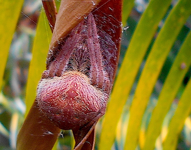 red orb spider